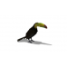 Toucan Companion